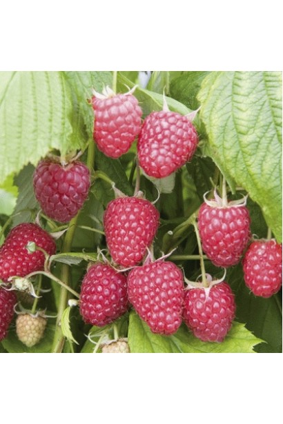 Злегка витягнуті червоні ягоди малини Полка