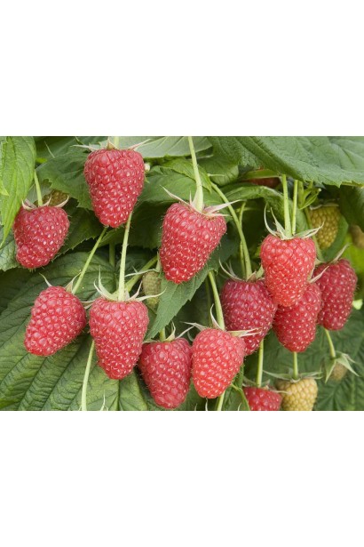 Малина червона Полька плоди