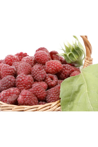 Малина домашня Полка налиті темно-червоні достиглі плоди