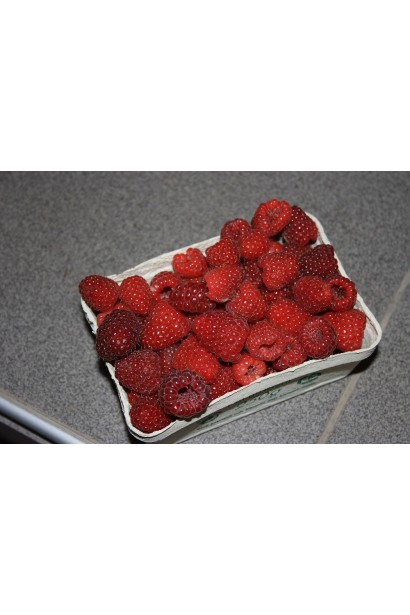 Малина звичайна Polka