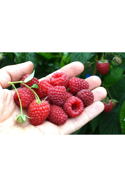 Малина Polka високоврожайний сорт