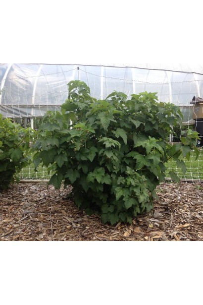 Смородина черная Рубен – компактный куст для небольших садов