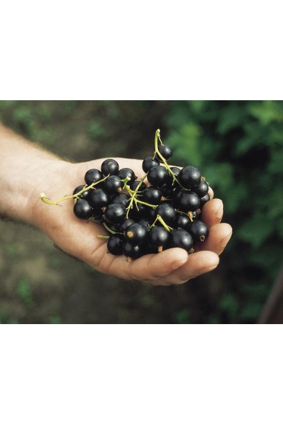 Смородина Рубен – ягоды с высоким содержанием антиоксидантов