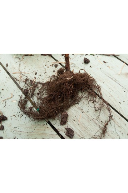 Смородина Рубен с открытой корневой системой