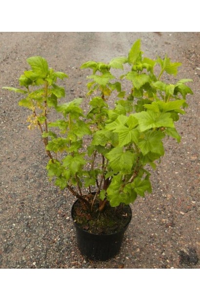 Ribes nigrum Ruben – куст с хорошей морозостойкостью