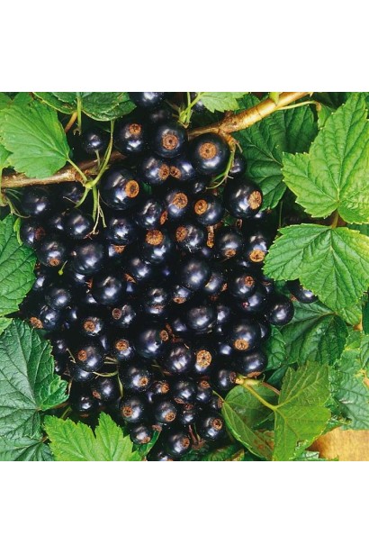 Смородина черная Рубен (средняя) – урожайный куст с сочными плодами