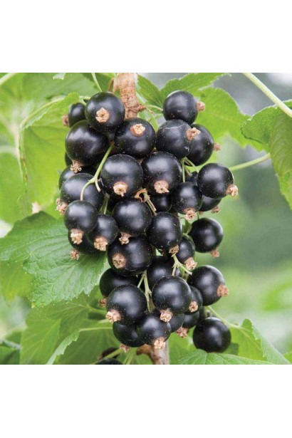 Смородина черная Рубен – средний срок созревания плодов