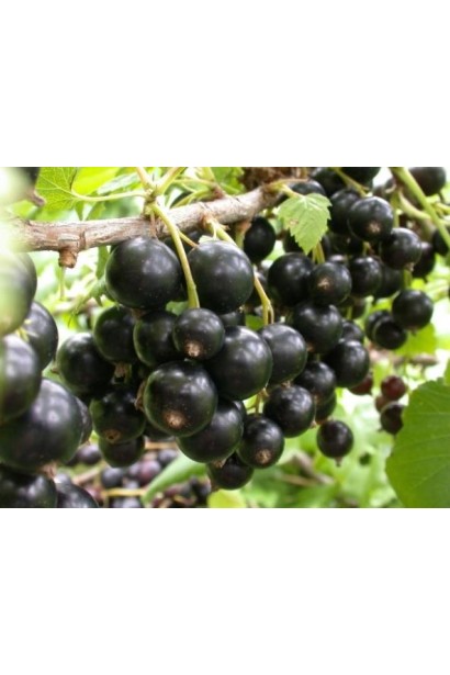 Смородина черная Рубен (средняя)