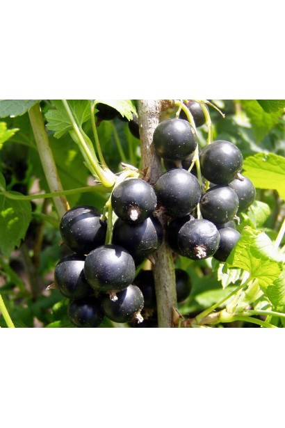 Смородина Рубен – высокий урожай в условиях ограниченного пространства