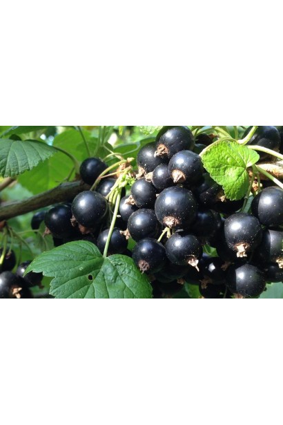 Смородина черная Рубен (средняя)
