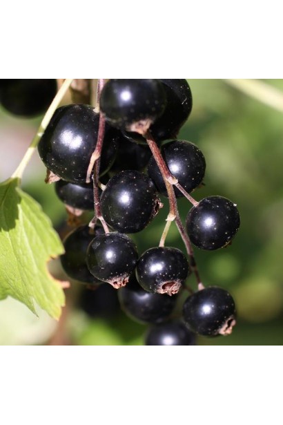 Смородина черная Рубен – средний размер ягод