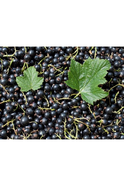 Ягоды смородины черная Рубен (средняя)