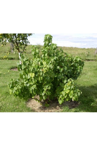 Смородина чорна Білоруська (рання)