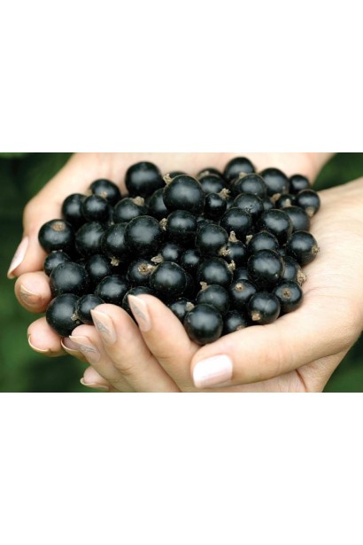 Смородина чорна Білоруська – ягоди для свіжого споживання