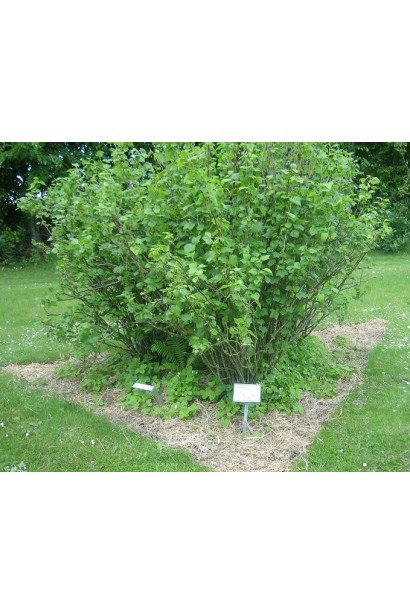 Ribes nigrum Belarusi – кущ для невеликих садів