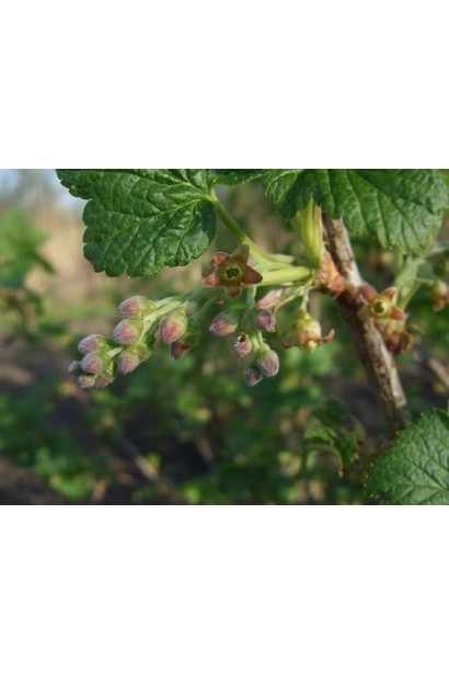 Смородина чорна Білоруська (рання) 