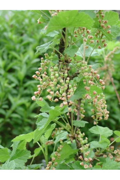 Смородина чорна Білоруська (рання)