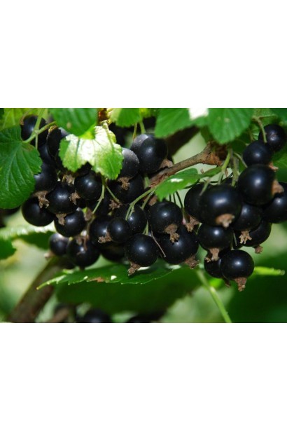 Смородина Білоруська – ароматні ягоди для десертів