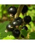 Смородина чорна Білоруська (рання) | Смородина черная Белорусская (ранняя) | Ribes nigrum Belarusi
