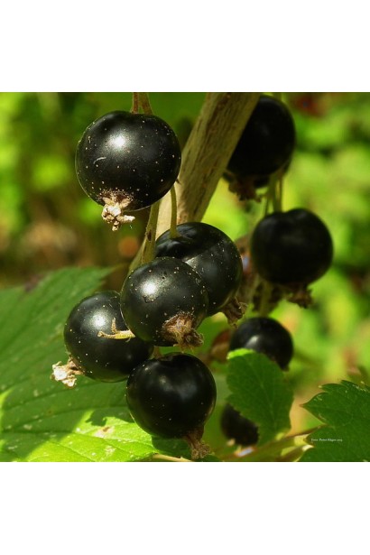 Смородина Білоруська – сорт для тривалого зберігання