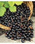 Смородина чёрная Белорусская (ранняя) | Смородина чорна Білоруська (рання) | Ribes nigrum Belarusi