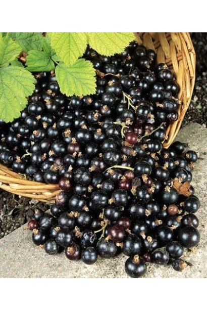 Ribes nigrum Belarusi – кущ із компактною кроною