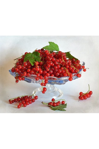 Смородина Рондом – пізній сорт для тривалого зберігання