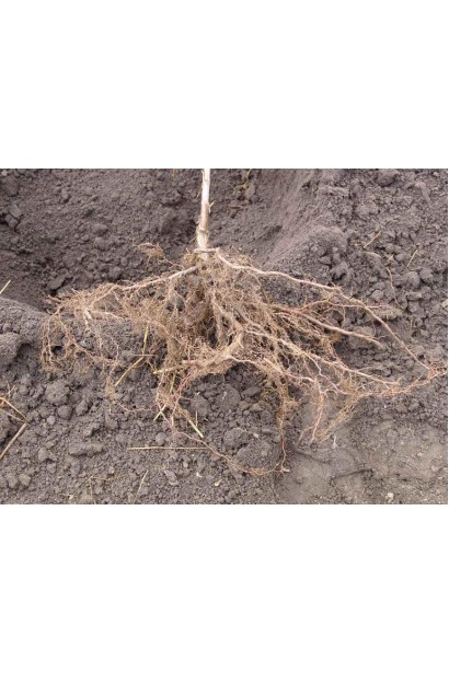 Саджанець смородини з голим коренем