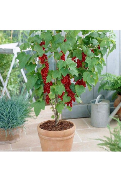 Смородина Рондом – ягоди з кисло-солодким смаком