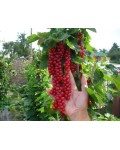 Смородина червона Рондом (пізня) | Смородина красная Рондом (поздняя) | Ribes rubrum Rоndom