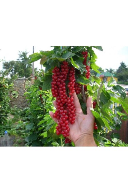 Смородина червона Рондом – ягідний кущ із високою врожайністю