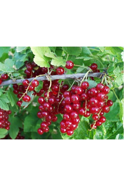 Смородина Рондом – насичений смак пізнього врожаю