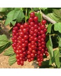 Смородина червона Рондом (пізня) | Смородина красная Рондом (поздняя) | Ribes rubrum Rоndom