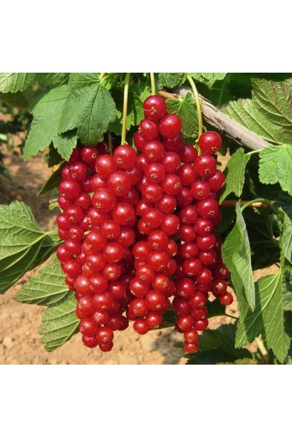 Ribes rubrum Rondom – пізній сорт із багатим врожаєм