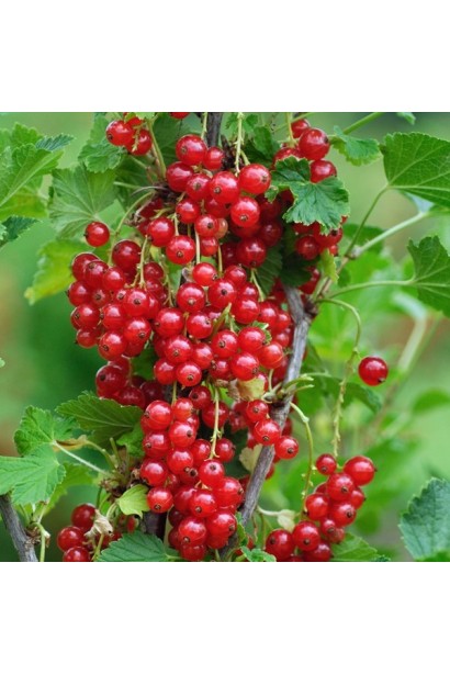 Смородина червона Рондом – грона із щільними ягодами