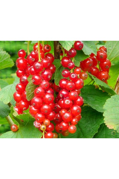 Смородина Рондом – великі червоні ягоди