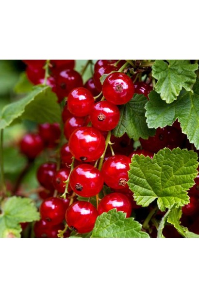 Смородина Рондом – червоні ягоди пізнього літа