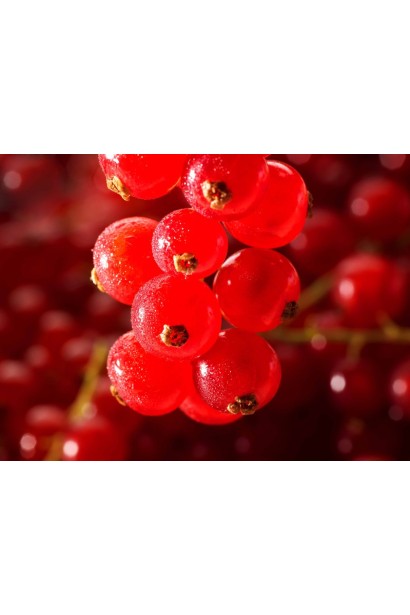 Ribes rubrum Rondom – пізній сорт із тривалим терміном дозрівання
