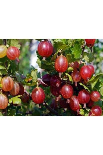  Ribes uva-crispa Bun