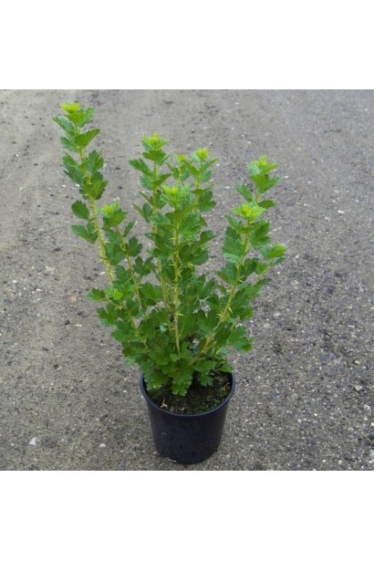 Аґрус Колобок саджанець в контейнері 3 л