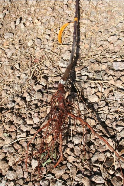 Аґрус Колобок саджанець з голим коренем