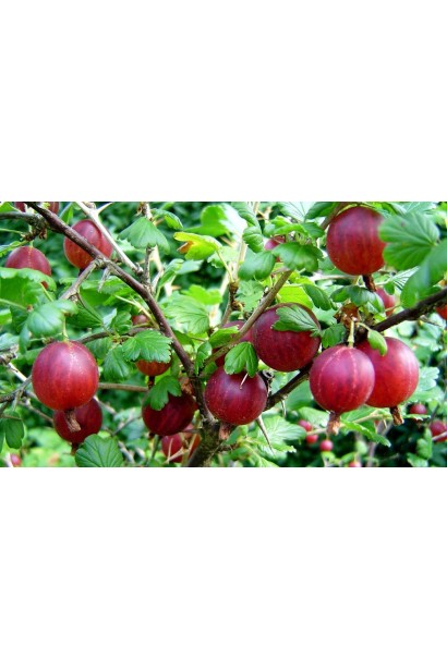 Північний виноград Колобок