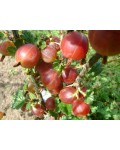 Агрус Колобок (середній) | Крыжовник Колобок (средний) | Ribes uva-crispa Bun
