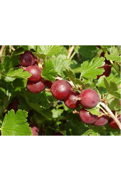 Садовий фінік Колобок