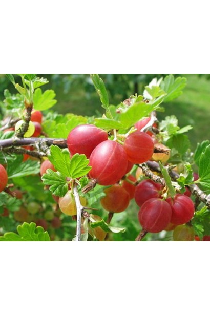 Аґрус Колобок червоні плоди