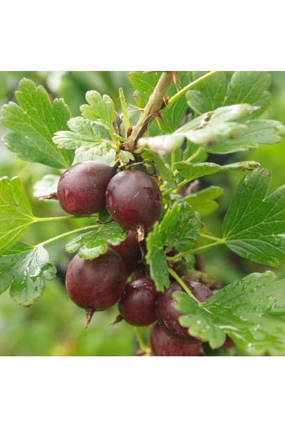 Аґрус Колобок (середній)