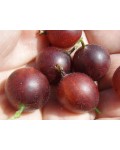 Крыжовник Колобок (средний) | Аґрус Колобок (середній) | Ribes uva-crispa Bun