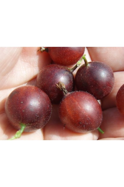 Агрус Bun плоди