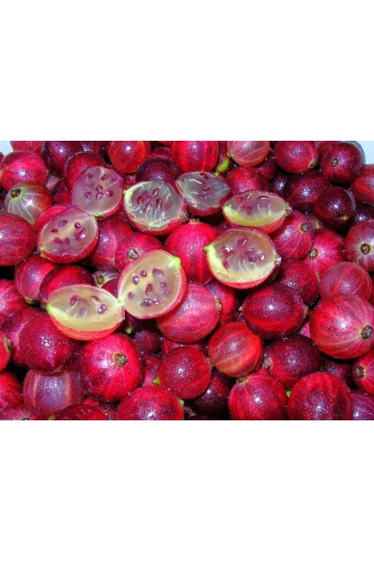 Аґрус Колобок округлі темно-червоні плоди