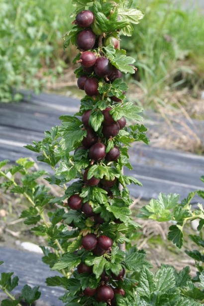 Аґрус Чорномор темно-фіолетові ягоди